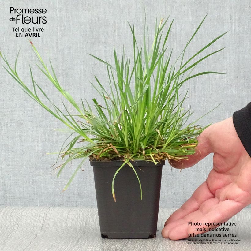 Example of Dianthus carthusianorum - Oeillet des chartreux Godet de 8/9 cm as you get in printemps