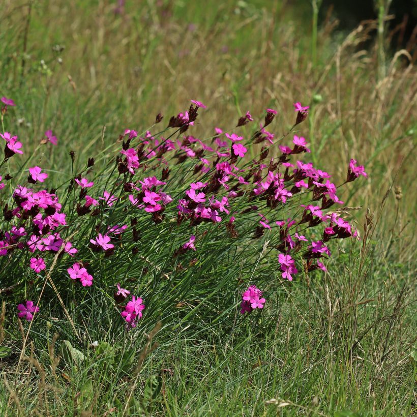 Dianthus carthusianorum - Oeillet des chartreux (Plant habit)