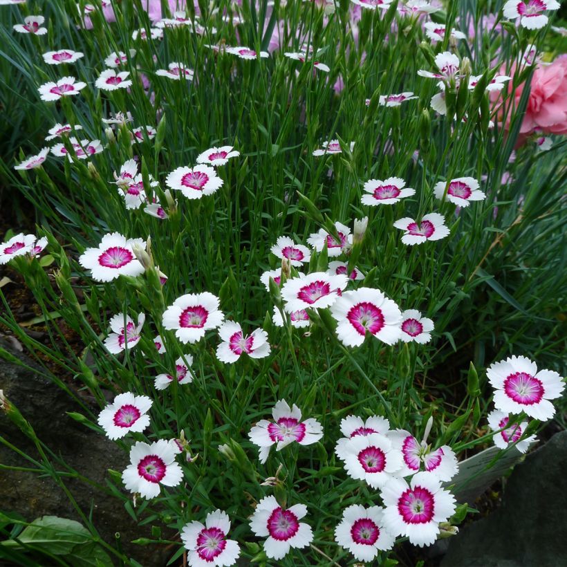 Dianthus deltoides Arctic Fire - Oeillet à delta (Port)