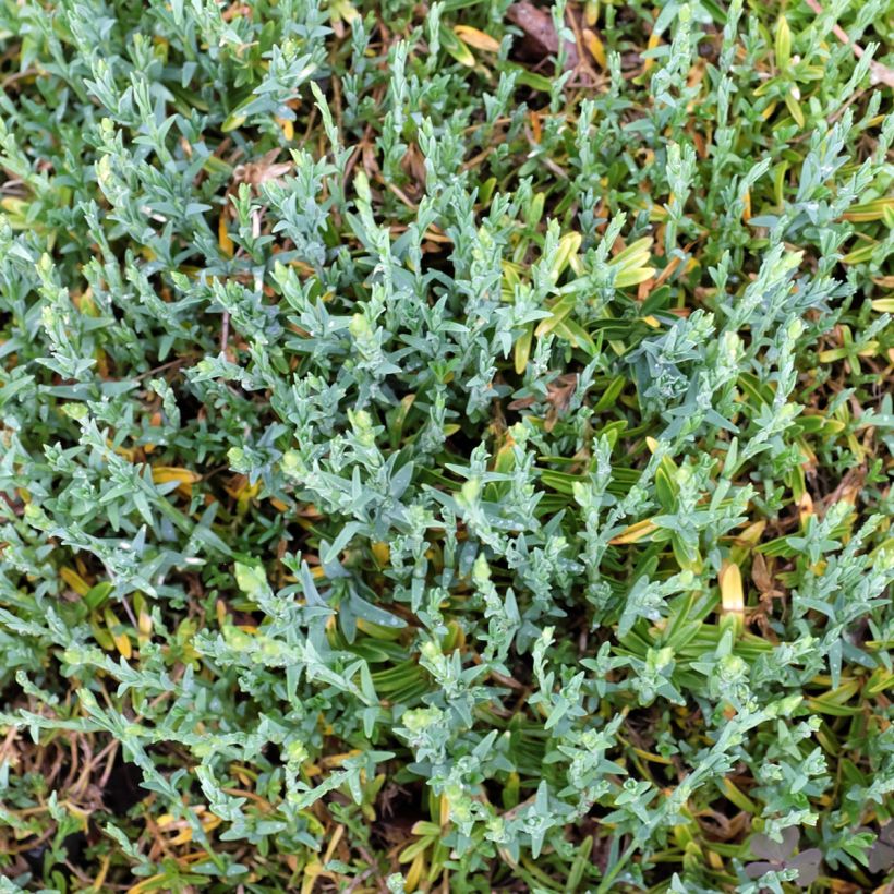 Dianthus deltoides Arctic Fire - Oeillet à delta (Feuillage)