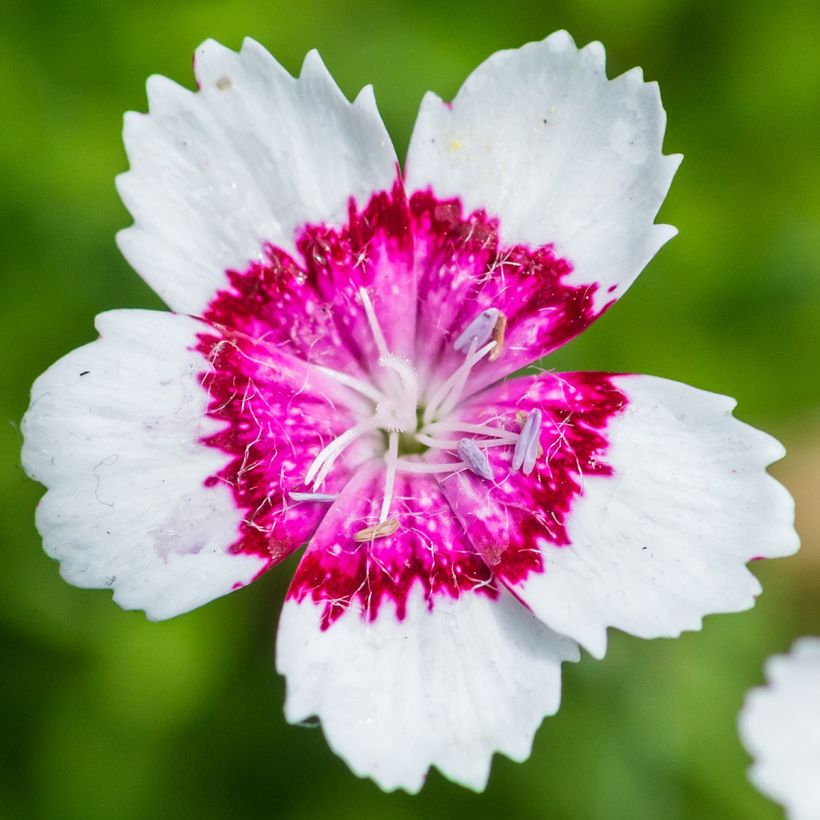 Dianthus deltoides Arctic Fire - Oeillet à delta (Floraison)