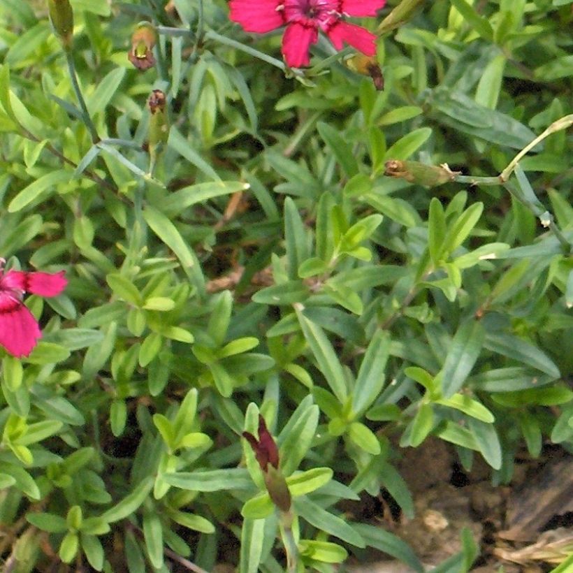 Dianthus deltoides Brillant - Oeillet des landes (Foliage)