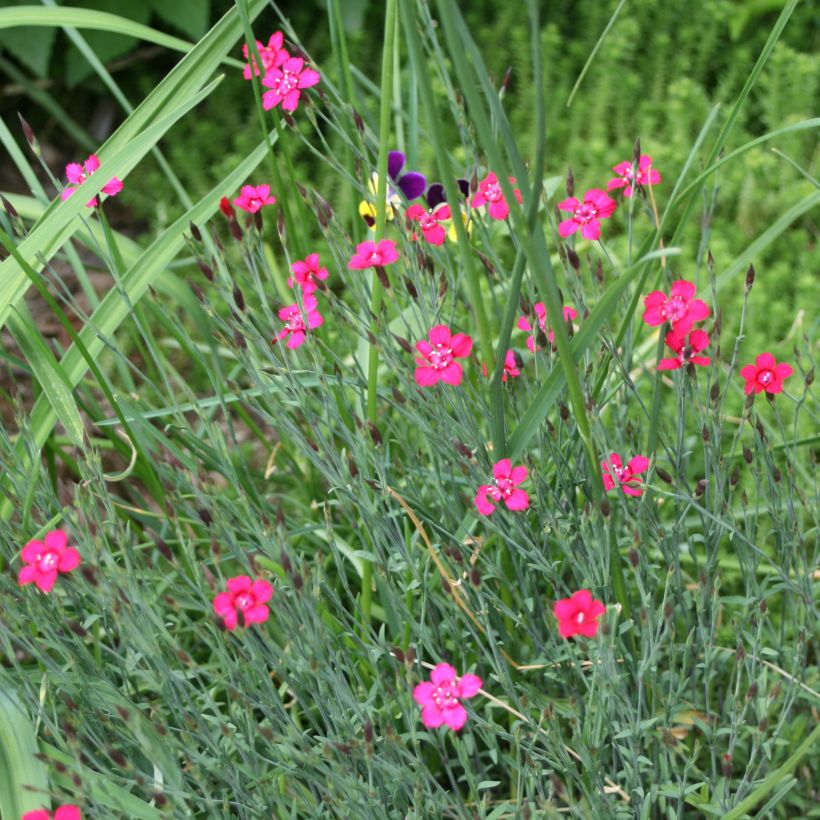 Dianthus deltoides Brillant - Oeillet des landes (Plant habit)