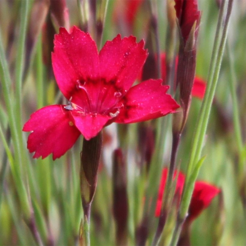 Dianthus deltoides Flashing Light - Oeillet des landes (Flowering)
