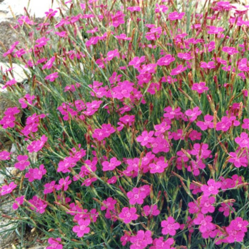 Dianthus deltoides Rosea - Oeillet des landes (Flowering)