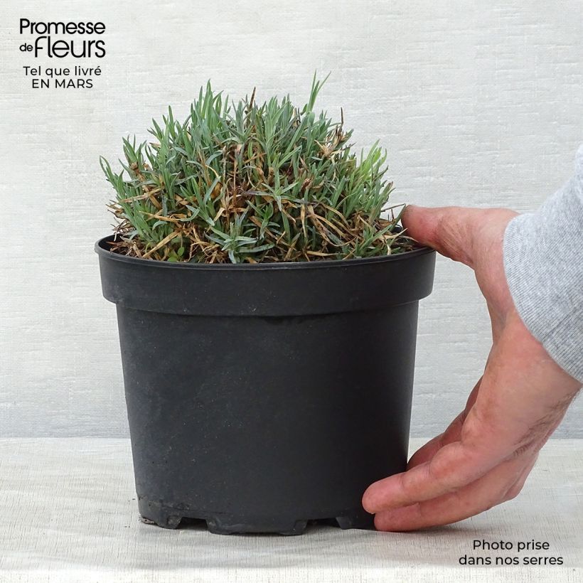 Spécimen de Dianthus gratianopolitanus Badenia - oeillet de pentecôte rouge Pot de 2L/3L tel que livré au printemps