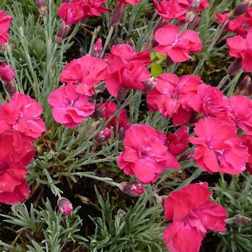 Dianthus gratianopolitanus Bombardier - Oeillet de pentecôte (Foliage)