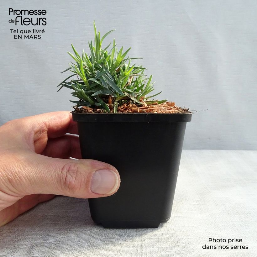 Example of Dianthus gratianopolitanus Bombardier - Oeillet de pentecôte Godet de 8/9 cm as you get in printemps