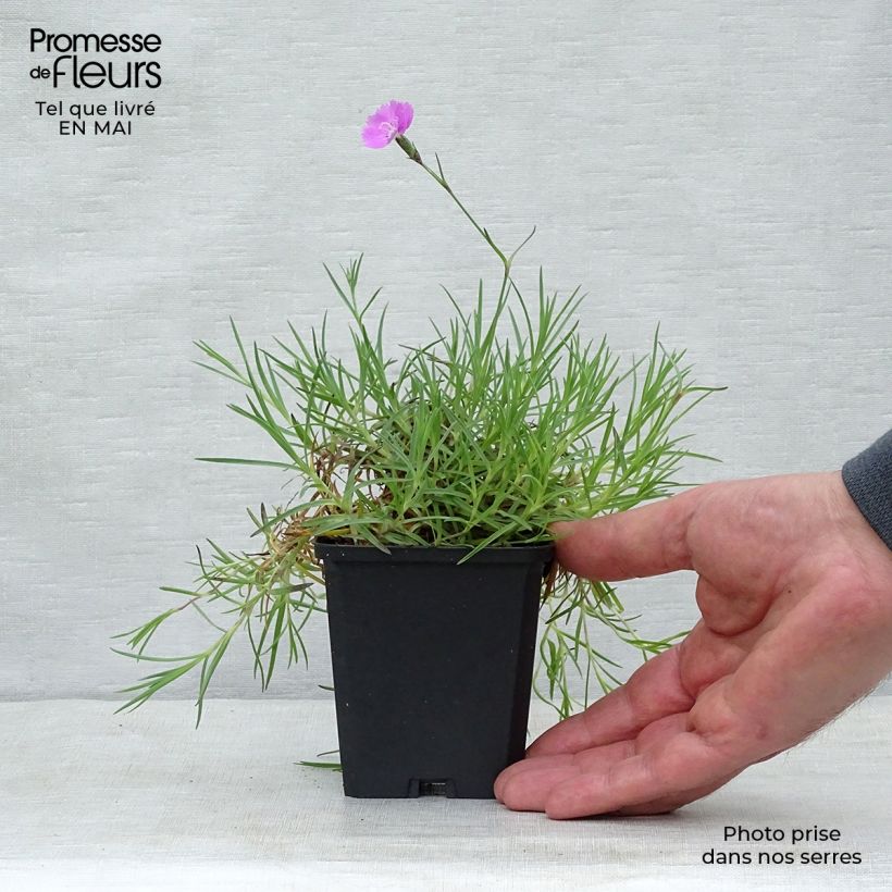 Example of Dianthus gratianopolitanus Eydangeri - Oeillet de pentecôte Godet de 8/9 cm as you get in printemps