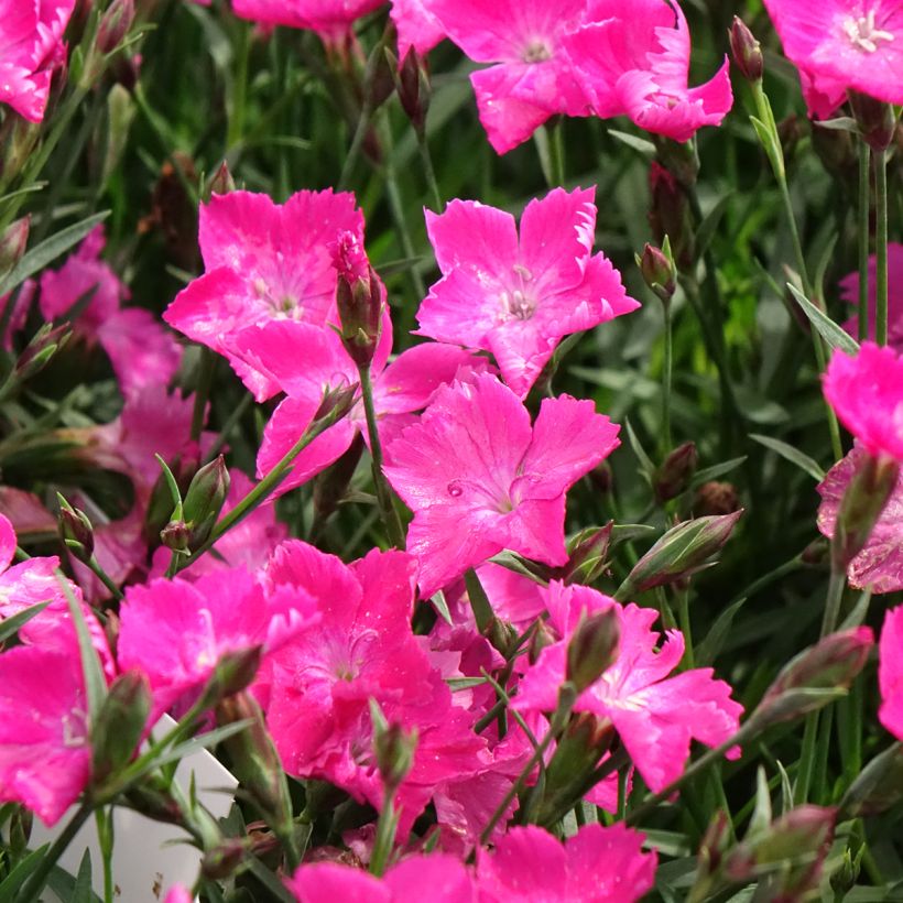 Dianthus gratianopolitanus Kahori - Œillet de pentecôte (Floraison)