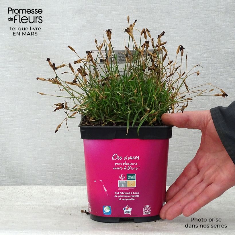 Spécimen de Dianthus gratianopolitanus Kahori - Œillet de pentecôte Pot de 2L/3L tel que livré au printemps