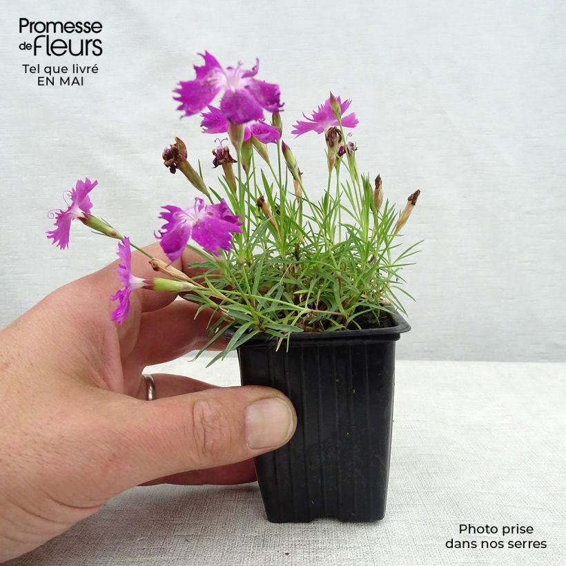 Spécimen de Dianthus gratianopolitanus Kahori - Œillet de pentecôte Godet de 7/8 cm tel que livré au printemps
