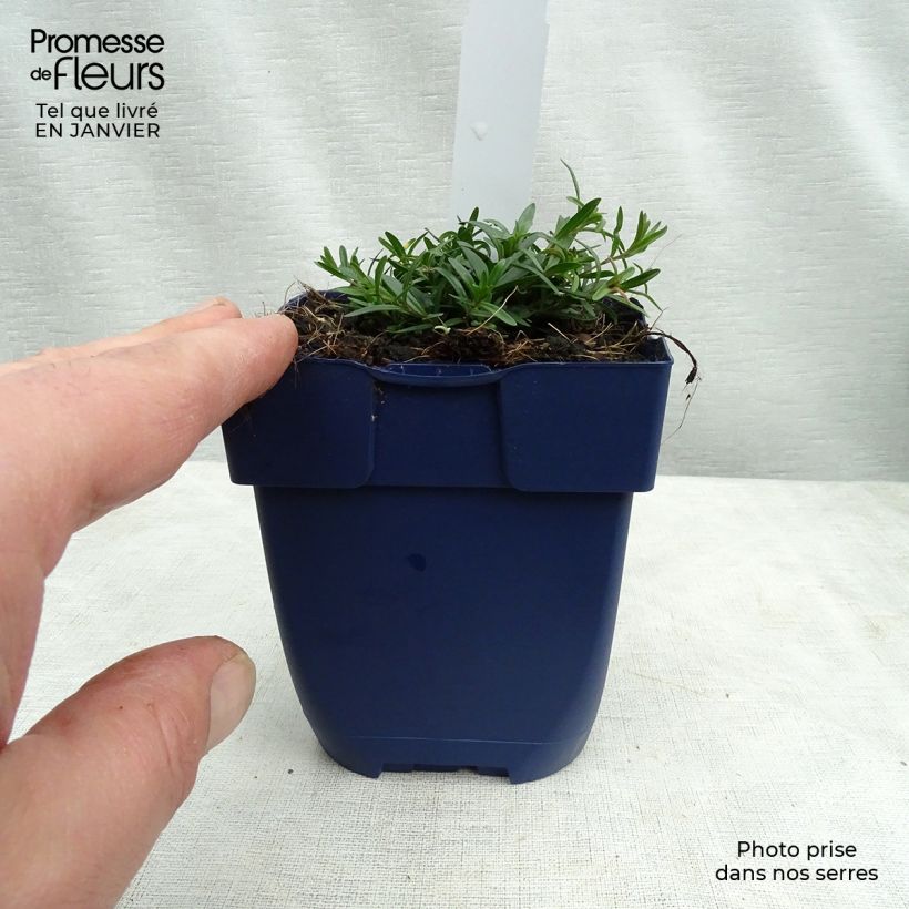 Spécimen de Dianthus gratianopolitanus Splendens, Oeillet de Pentecôte Godet de 8/9 cm tel que livré en hiver