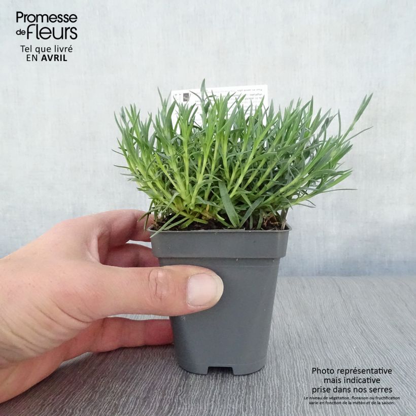 Spécimen de Dianthus gratianopolitanus Whatfield Gem - Oeillet de Grenoble Godet de 8/9 cm tel que livré au printemps