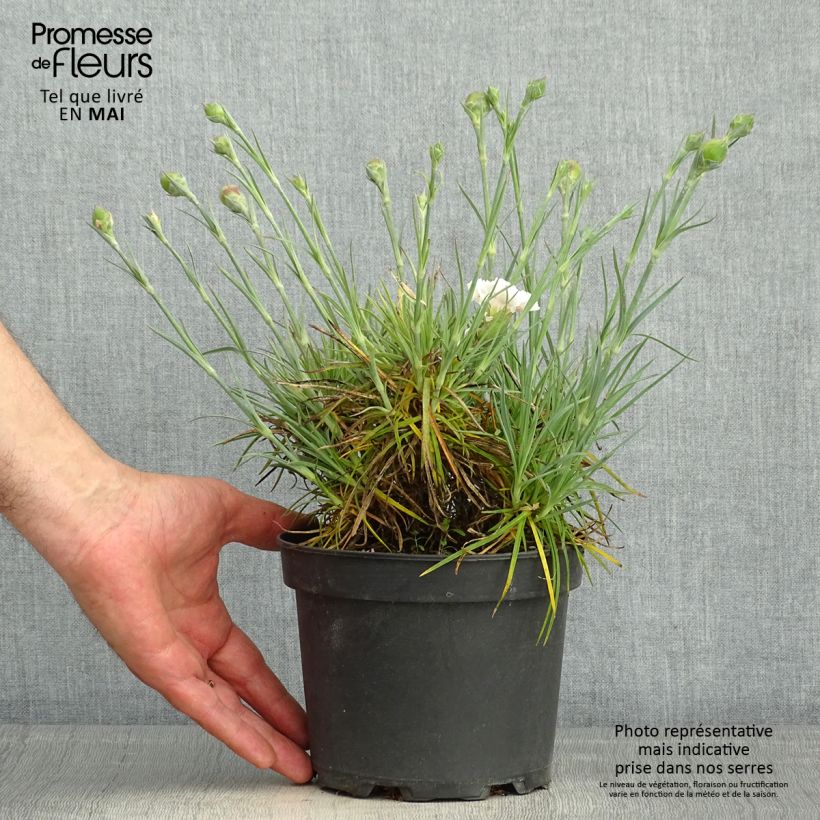 Spécimen de Dianthus plumarius Cranmere Pool - Oeillet mignardise Pot de 2L/3L tel que livré au printemps
