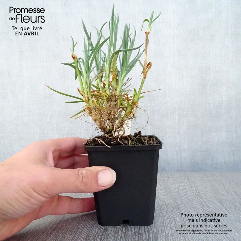 Spécimen de Dianthus plumarius Devon Cream - Oeillet mignardise Godet de 8/9 cm tel que livré au printemps