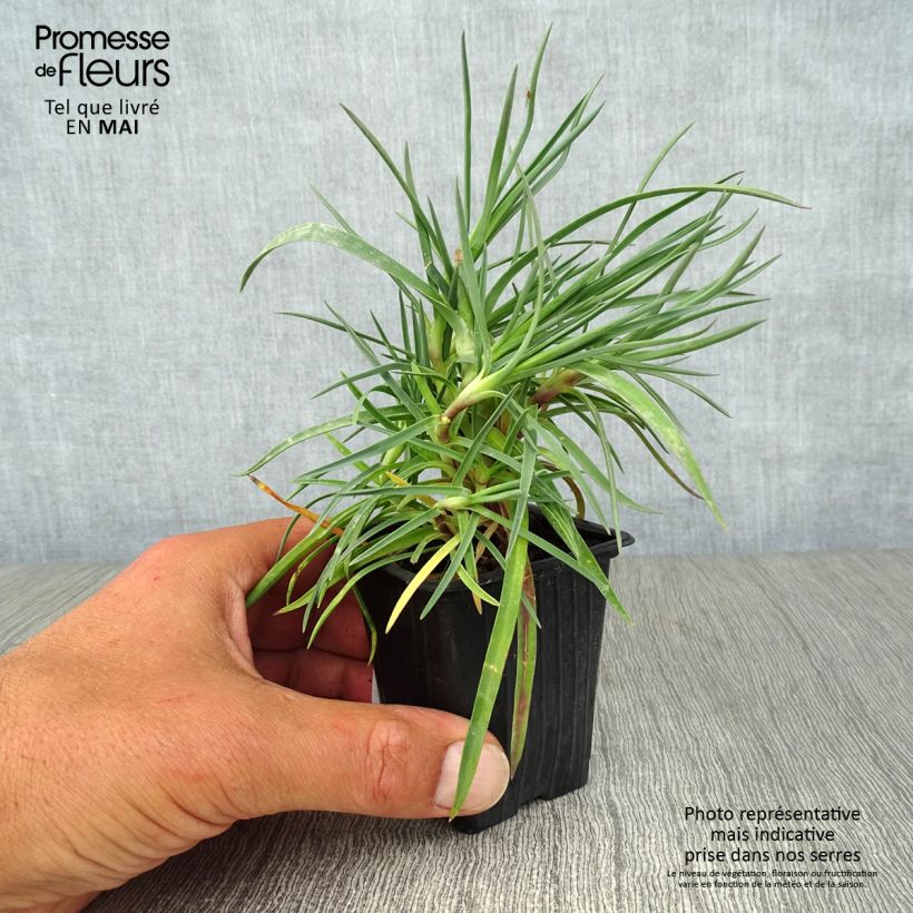 Spécimen de Dianthus plumarius Devon Dove - Oeillet mignardise. Godet de 7/8 cm tel que livré au printemps