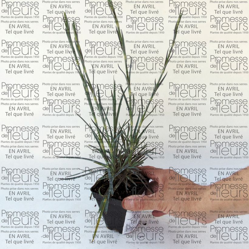 Exemple de spécimen de Dianthus plumarius Devon Magic - Oeillet mignardise Godet de 8/9 cm tel que livré