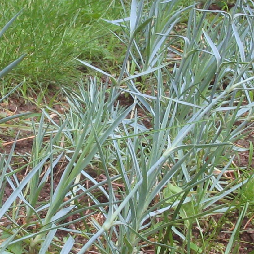 Dianthus plumarius Doris - Oeillet mignardise rose saumon et pourpre (Foliage)