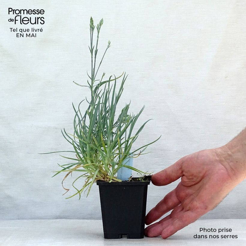 Spécimen de Dianthus plumarius Haytor white - Oeillet mignardise blanc Godet de 8/9 cm tel que livré au printemps