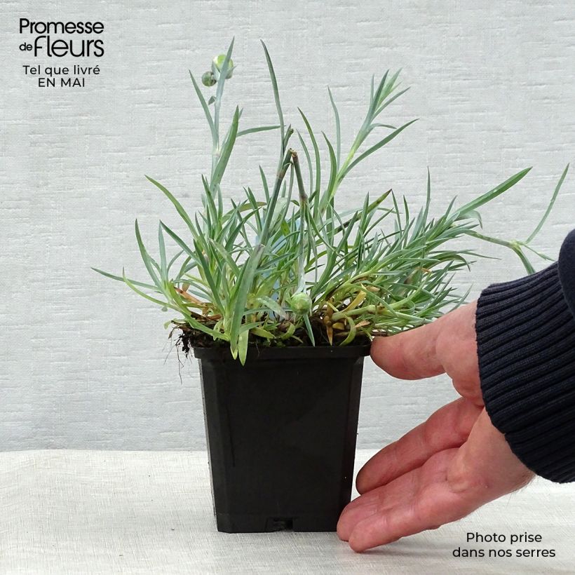 Example of Dianthus plumarius Ine - Oeillet mignardise Godet de 8/9 cm as you get in printemps