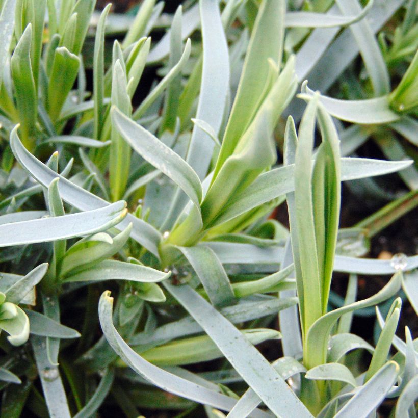 Dianthus plumarius Lady in Red - Oeillet mignardise (Foliage)