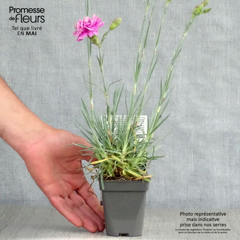 Spécimen de Dianthus plumarius Lily the Pink - Oeillet mignardise Godet de 8/9 cm tel que livré au printemps