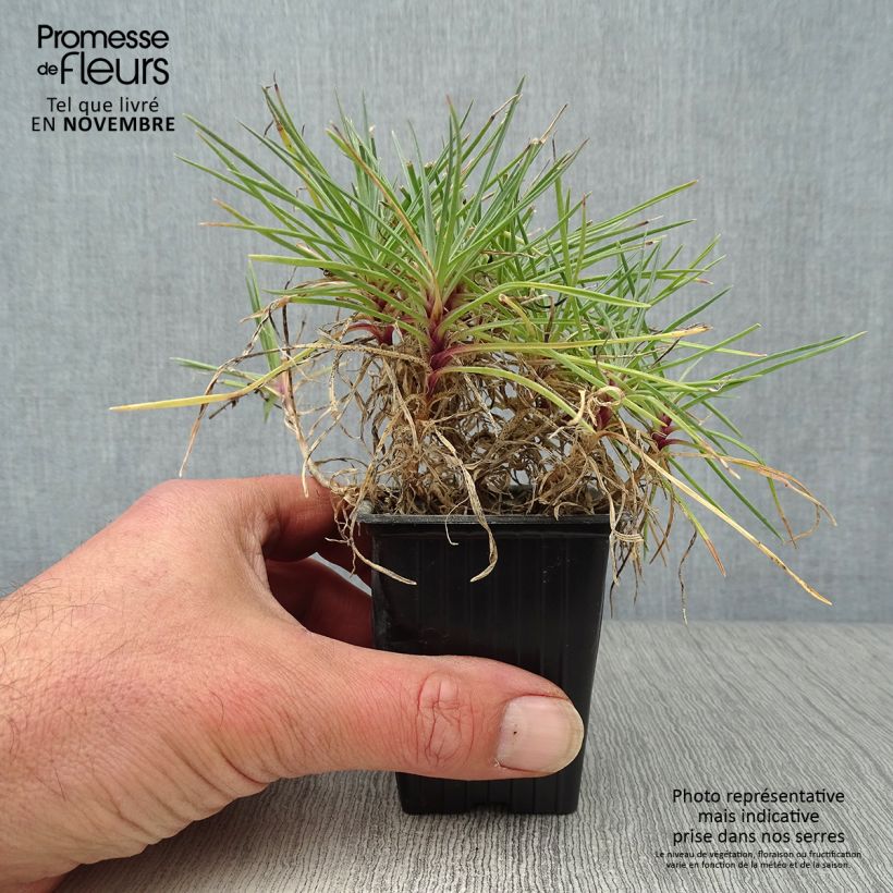 Spécimen de Dianthus plumarius Moulin Rouge (Pink Bicolour) - Oeillet mignardise Godet de 7/8 cm tel que livré en automne