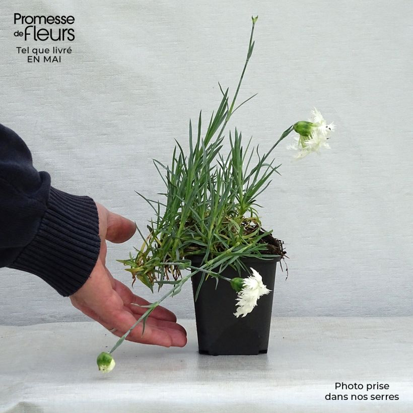 Spécimen de Dianthus plumarius Mrs Sinkins - Oeillet mignardise. Godet de 8/9 cm tel que livré au printemps