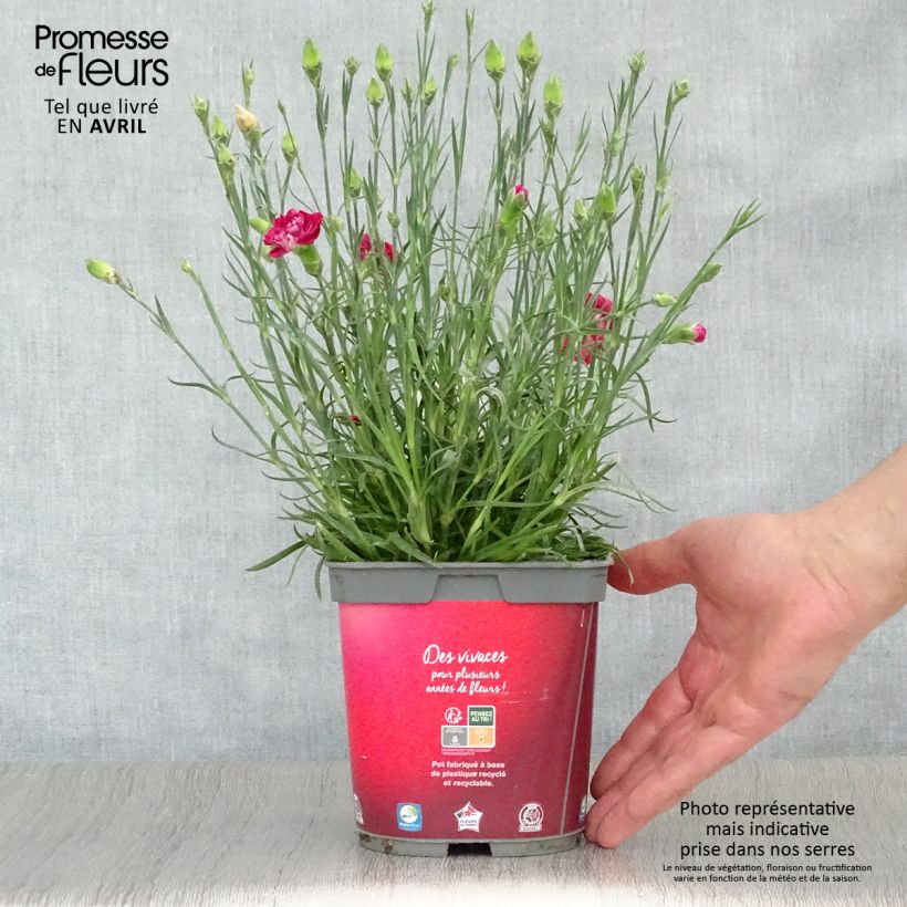 Example of Dianthus plumarius Passion Hot Red - Œillet mignardise Pot de 2L/3L as you get in printemps