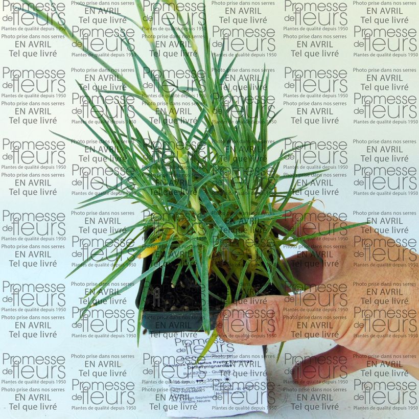 Exemple de spécimen de Dianthus plumarius Pretty Flamingo -  Oeillet mignardise  Godet de 8/9 cm tel que livré