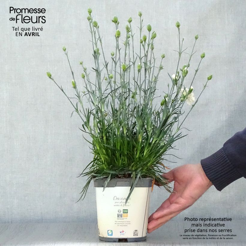 Spécimen de Dianthus plumarius Scent First Memories - Œillet mignardise Pot de 2L/3L tel que livré au printemps