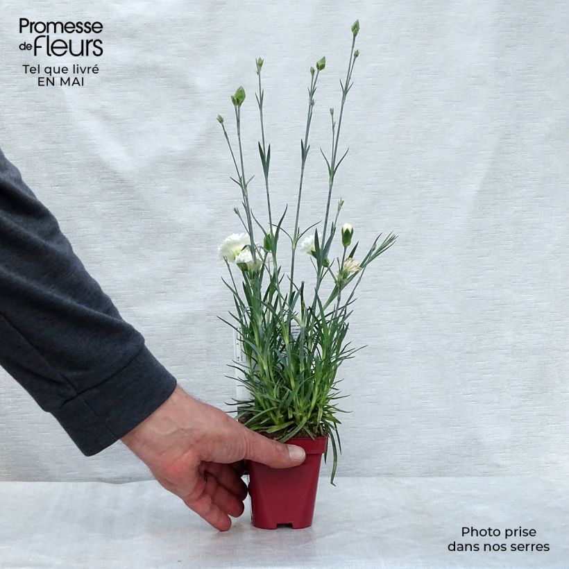 Spécimen de Dianthus plumarius Scent First Memories - Œillet mignardise Godet de 7/8 cm tel que livré au printemps