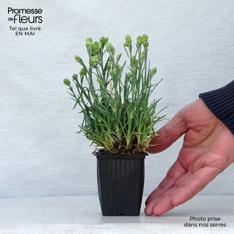 Spécimen de Dianthus plumarius Scent First Raspberry Sundae - Oeillet mignardise Godet de 7/8 cm tel que livré au printemps