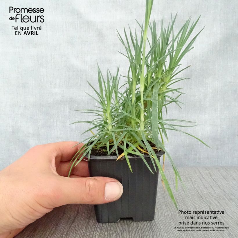 Spécimen de Dianthus plumarius Scent First Romance - Oeillet mignardise Godet de 7/8 cm tel que livré au printemps