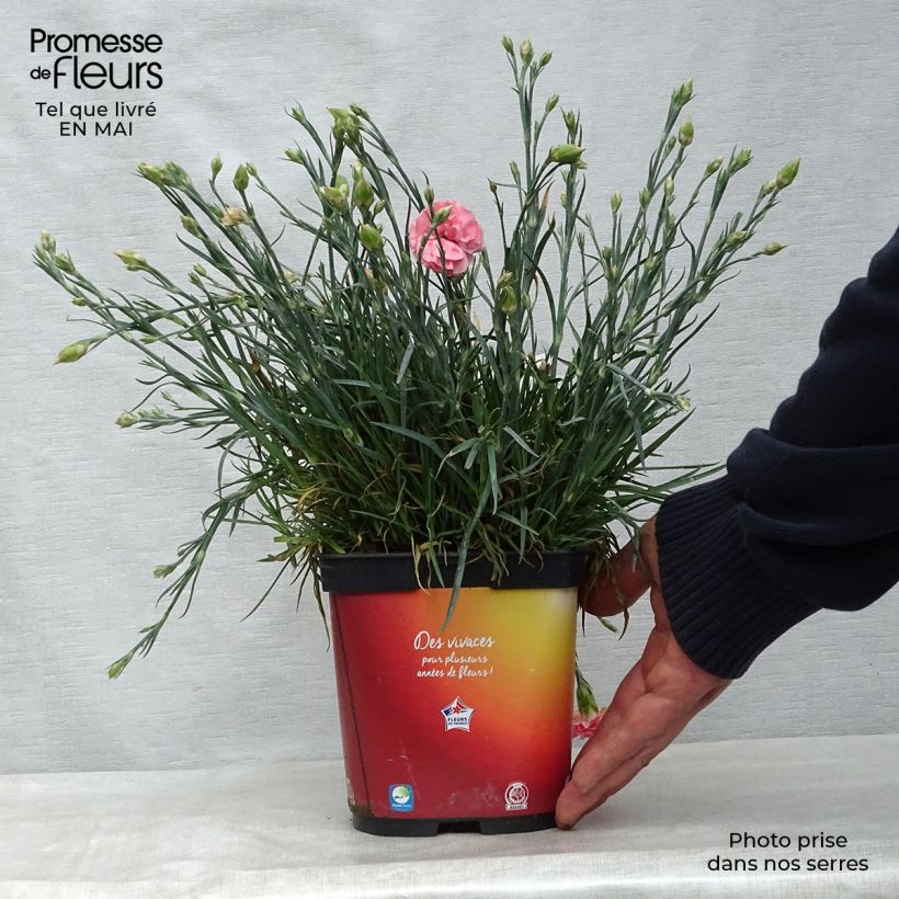 Spécimen de Dianthus plumarius Scent First Romance - Oeillet mignardise Pot de 2L/3L tel que livré au printemps