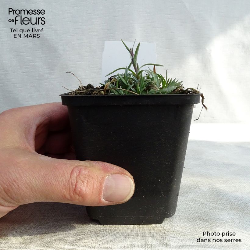 Spécimen de Dianthus plumarius Warden Hybrid -Oeillet mignardise  Godet de 8/9 cm tel que livré au printemps