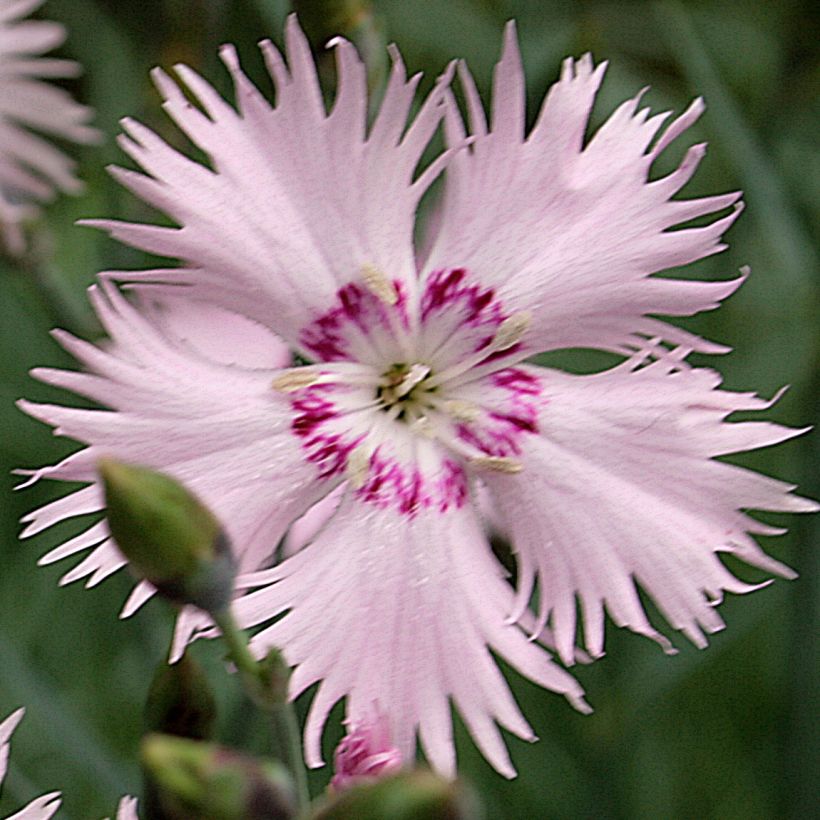 Dianthus spiculifolius, Oeillet (Flowering)