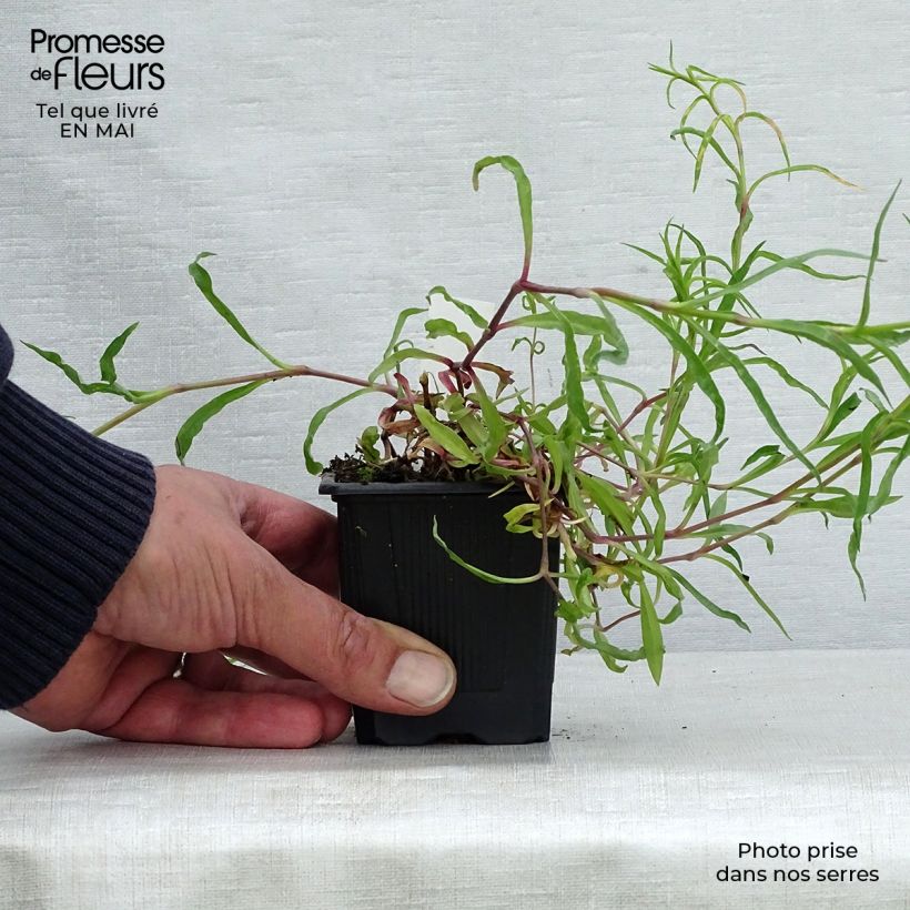 Example of Dianthus superbus - Oeillet superbe Godet de 8/9 cm as you get in printemps