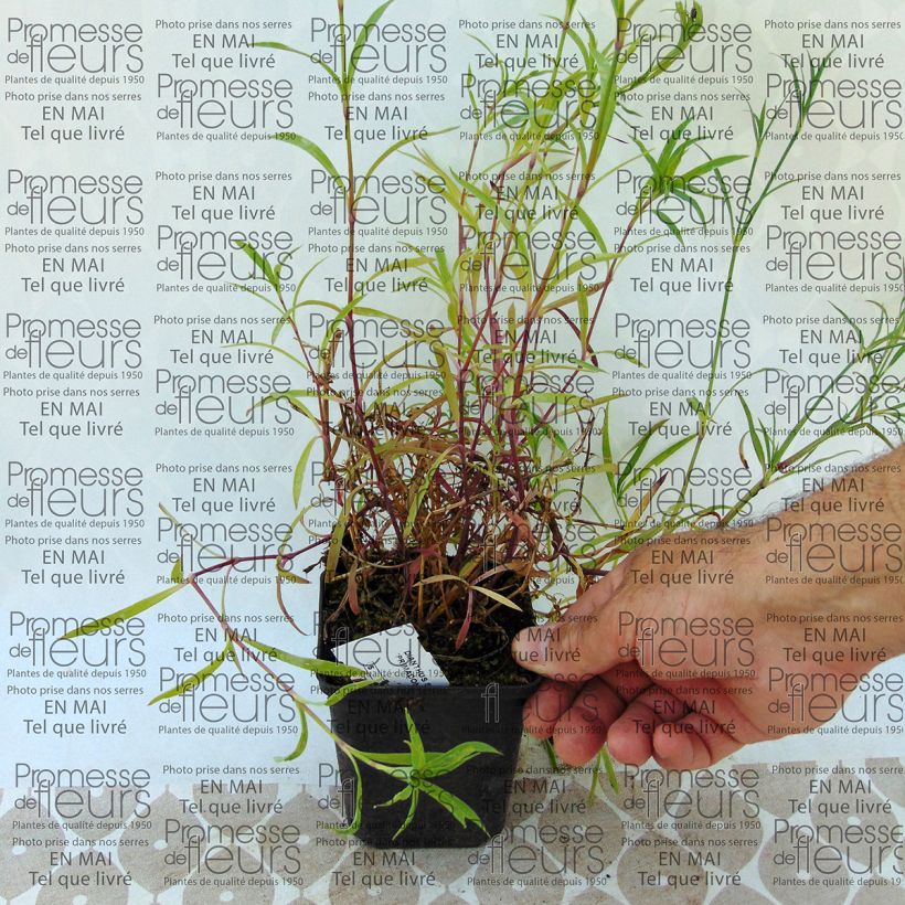 Exemple de spécimen de Dianthus superbus Primadonna - Oeillet superbe Godet de 7/8 cm tel que livré