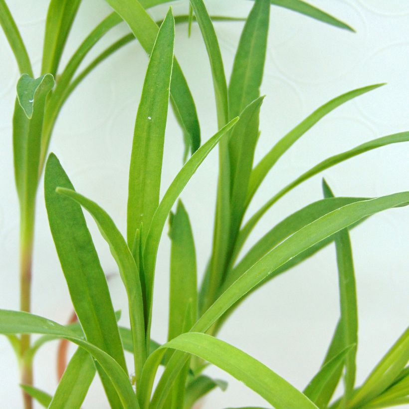 Dianthus superbus - Oeillet superbe (Foliage)