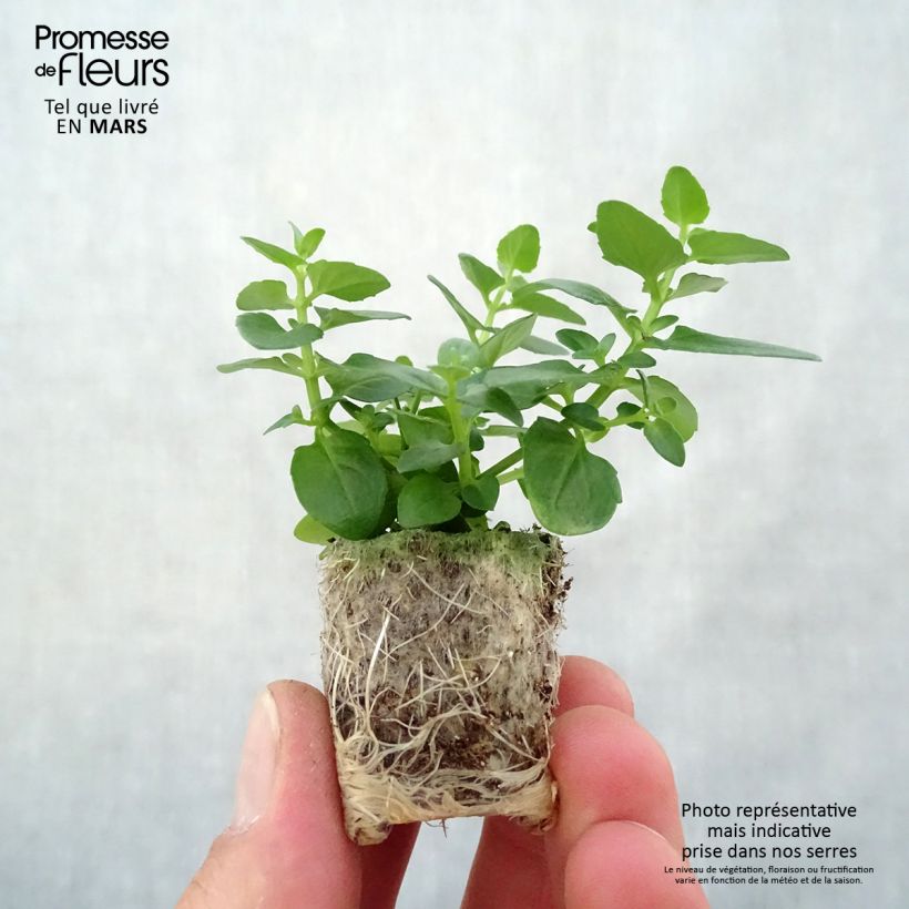 Spécimen de Diascia Breezee Plus Pink Mini-motte Ø 1,5/2,5 cm, Plant vert de 5 à 10 cm de haut tel que livré au printemps