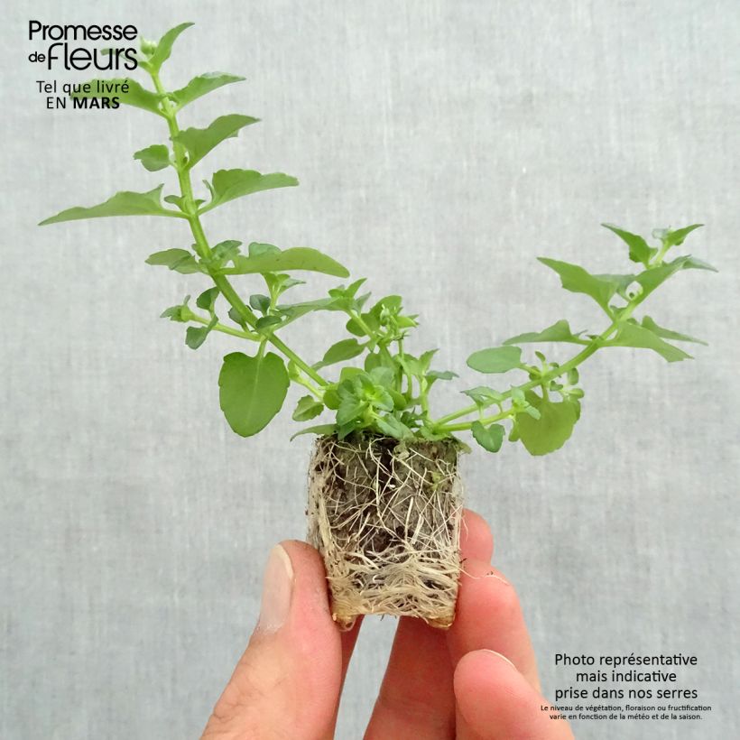 Spécimen de Diascia Breezee Plus White Mini-motte Ø 1,5/2,5 cm, Livré en plant vert de 5 à 10 cm de hauteur tel que livré au printemps