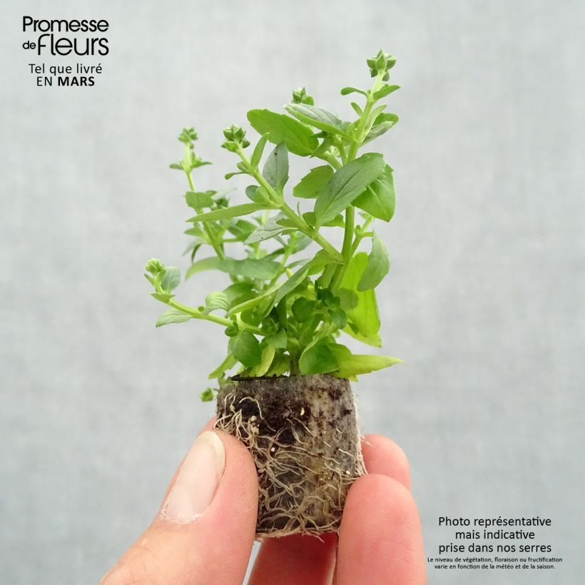 Spécimen de Diascia Genta Ruby Mini-mottes Mini-motte Ø 3/4 cm tel que livré au printemps