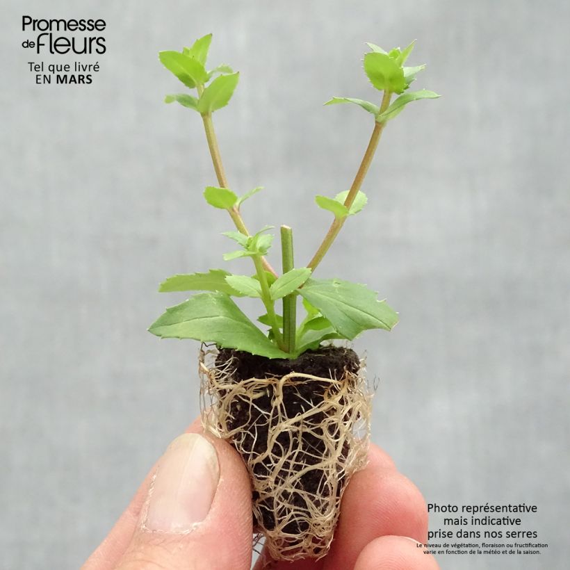 Spécimen de Diascia Sundascia Up Peach - Diascie orange Mini-motte Ø 1,5/2,5 cm tel que livré au printemps