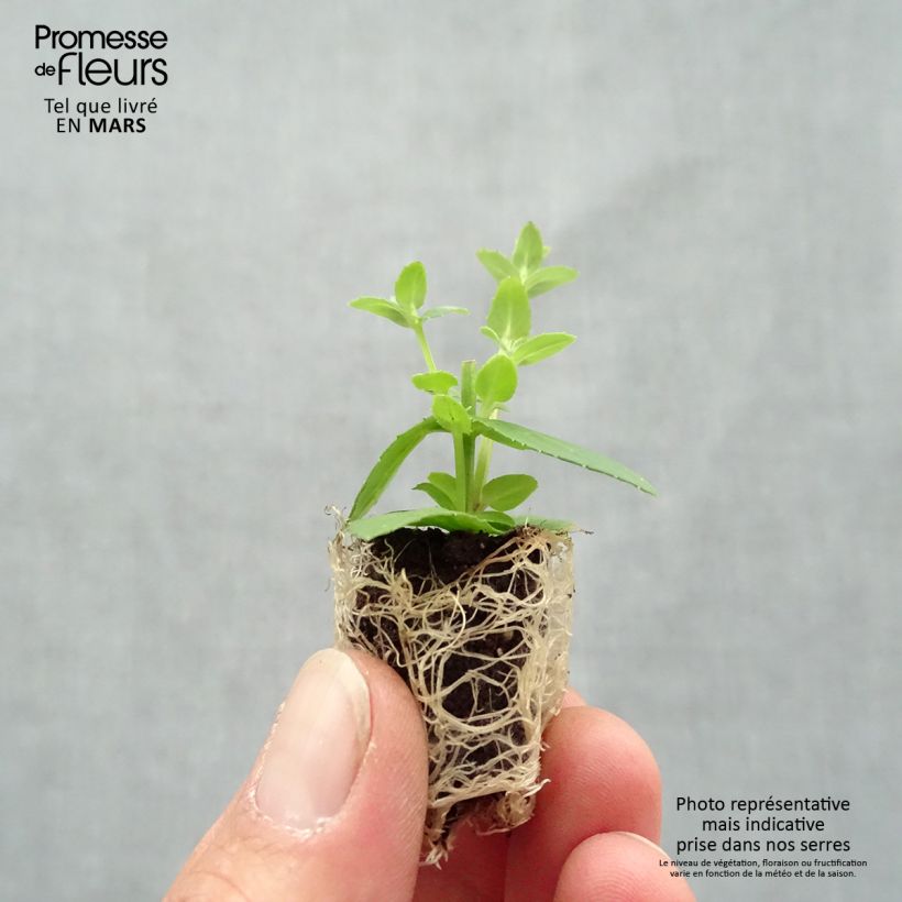 Spécimen de Diascia Sundascia Up Rose Pink - Diascie rose Mini-motte Ø 1,5/2,5 cm tel que livré au printemps