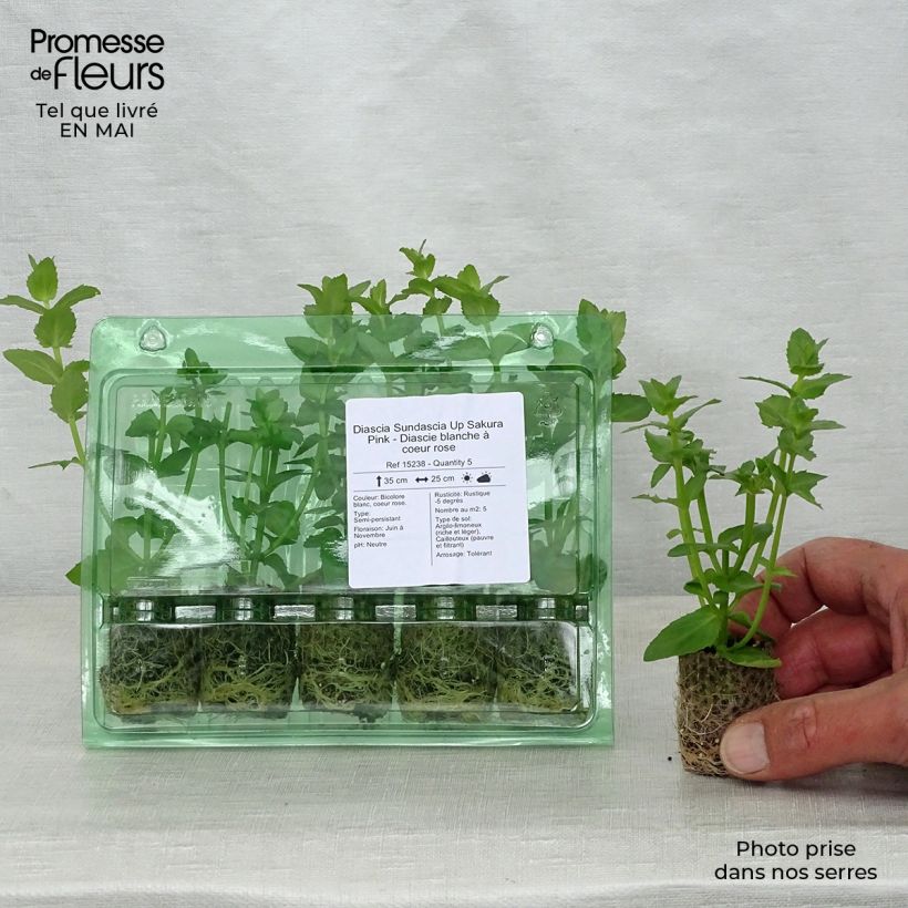 Spécimen de Diascia Sundascia Up Sakura Pink - Diascie blanche à coeur rose Mini-motte Ø 1,5/2,5 cm tel que livré au printemps