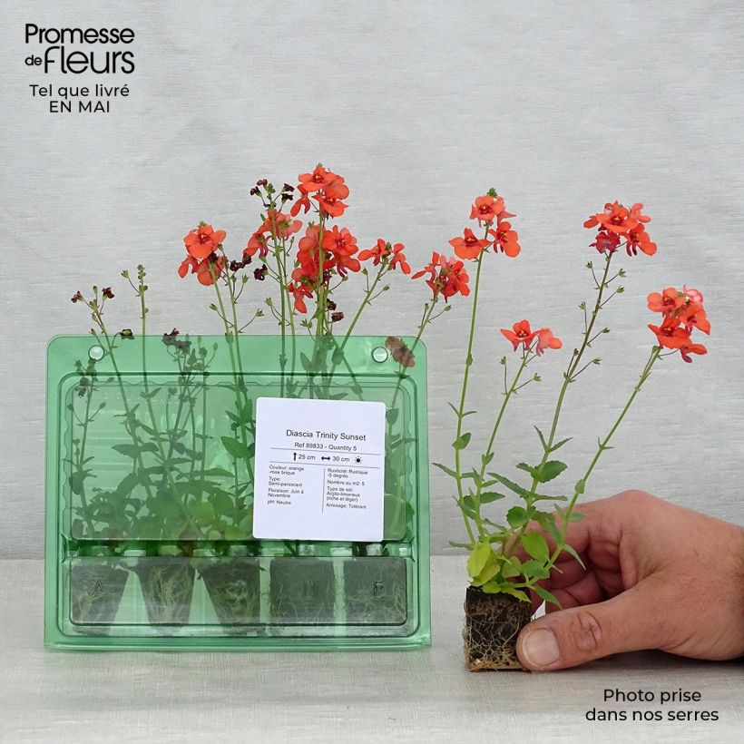 Spécimen de Diascia Trinity Sunset  Mini-motte Ø 3/4 cm tel que livré au printemps