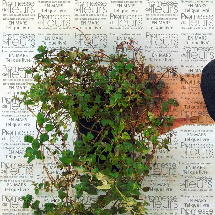 Exemple de spécimen de Diascia barberae Blackthorn Apricot Godet de 8/9 cm tel que livré