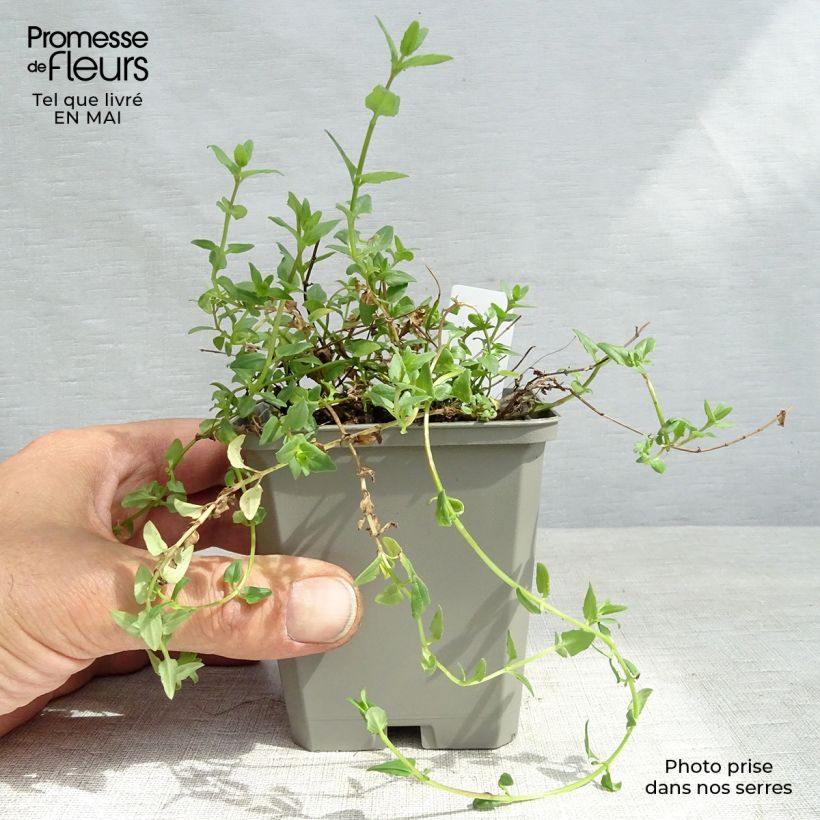 Spécimen de Diascia barberae Ruby Field - Diascie rose foncé Godet de 8/9 cm tel que livré au printemps